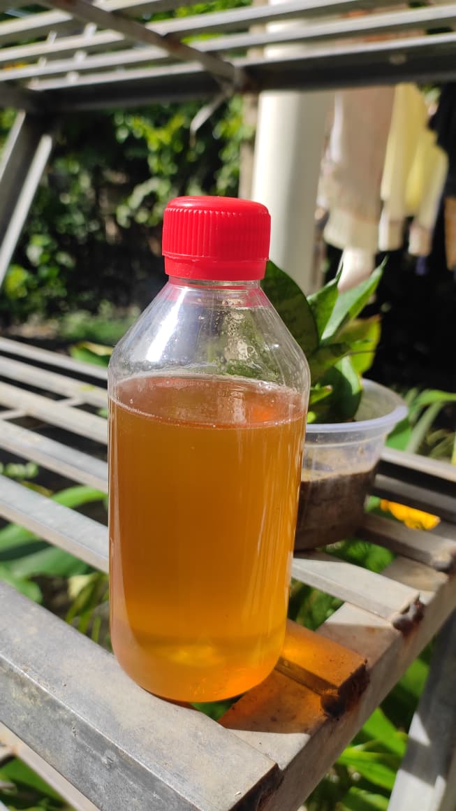 Litchi Honey (লিচু ফুলের মধু)